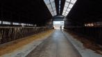 Koeienstal, loods, schuur, spanten, Zakelijke goederen, Agrarisch | Agrarisch Onroerend goed, Ophalen of Verzenden, Tot 1 ha, Melkveehouderij