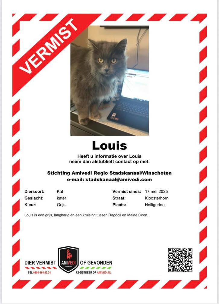 Help onze kat Louis terug te vinden!, Dieren en Toebehoren, Katten en Kittens | Raskatten | Langhaar, Kater, Gechipt