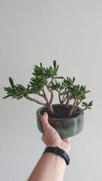 Crassula-shrek plant, Huis en Inrichting, Ophalen, Vetplant, In pot, Minder dan 100 cm