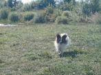 Papillon vlinderhondje met stamboom dekreu getest, Reu, CDV (hondenziekte), 1 tot 2 jaar, Meerdere