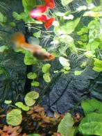 Braziliaanse klimop, Ophalen of Verzenden, Zo goed als nieuw