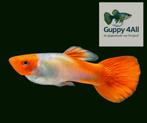 🐟✨Betoverende Koi Guppen 🐟✨️, Vis