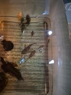 Ancistrus, algeneter, Vis