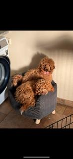 dwergpoedel toypoedel, Dieren en Toebehoren, Overige rassen, CDV (hondenziekte), Teef, Eén hond
