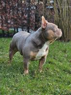 schitterende isabel & tan franse bulldog dekreu, Dieren en Toebehoren, Honden | Dekreuen, Particulier, Buitenland, CDV (hondenziekte)