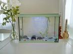 Aquarium met vissen inclusief toebehoren, Dieren en Toebehoren, Vissen | Aquariumvissen, Vis