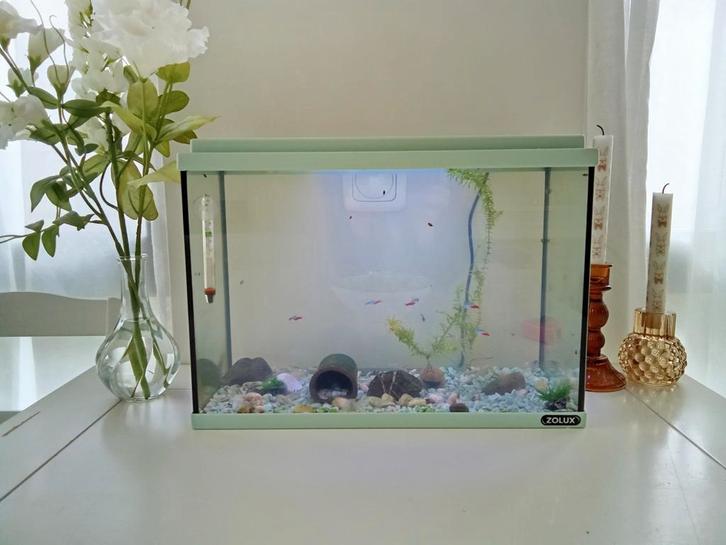 Aquarium met vissen inclusief toebehoren, Dieren en Toebehoren, Vissen | Aquariumvissen, Vis