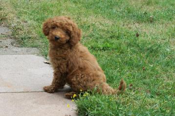 Vriendelijke Medium Goldendoodle pups beschikbaar voor biedingen