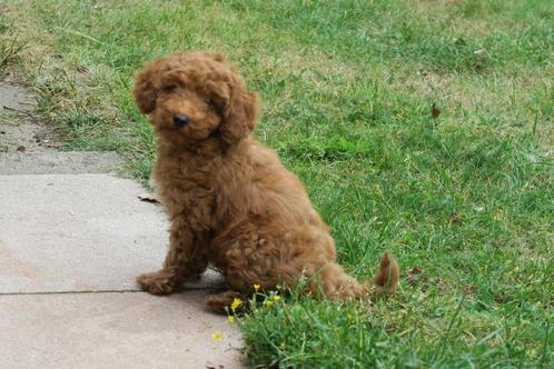 Vriendelijke Medium Goldendoodle pups, Dieren en Toebehoren, Honden | Chihuahua's en Gezelschapshonden, Reu, Poedel, Fokker | Professioneel