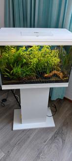 Compleet aquarium met standaard, Dieren en Toebehoren, Vissen | Aquaria en Toebehoren, Ophalen of Verzenden, Zo goed als nieuw