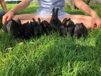 Lieve konijntjes, Dieren en Toebehoren, Meerdere dieren, Groot, 0 tot 2 jaar