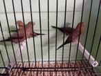 Zilverbekjes/donkerbruin, Dieren en Toebehoren, Meerdere dieren, Tropenvogel