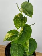Scindapsus Jade Satin Variegata, Ophalen of Verzenden, Halfschaduw, Minder dan 100 cm