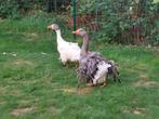 Onverwant koppel overjarige sebastopol krulveer ganzen, Dieren en Toebehoren, Meerdere dieren, Gans of Zwaan