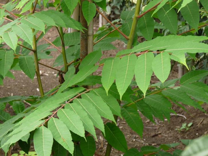 Toona sinensis, Toona, Maggieplant, Uiensoepboom, eetbaar, Tuin en Terras, Planten | Tuinplanten, Vaste plant, Fruitplanten, Volle zon