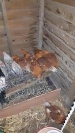 Lohmann brown hennen, Vrouwelijk, Kip