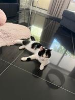 Katten, Dieren en Toebehoren, Katten en Kittens | Overige Katten, Poes, Kortharig, 6 jaar of ouder
