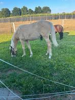 Palomino jaarling d pony merrie, Dieren en Toebehoren, Merrie, 0 tot 2 jaar, Gechipt, Onbeleerd