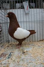 3x Nederlandse hoogvliegers, Meerdere dieren, Tuimelaar of Roller