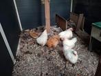 Cochin krielen, Meerdere dieren, Kip