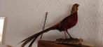 Taxidermy... Opgezette vogels, Fuut, Uil en Fazant., Verzamelen, Ophalen