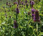 Prunella Vulgaris | Bijenkorfje | Gewone Brunel | P9, Bodembedekkers, Vaste plant, Ophalen of Verzenden, Halfschaduw