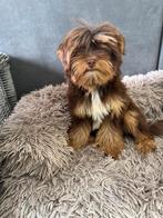 YorkiePoo Yorkshire terrier/Maltipoo pup, Dieren en Toebehoren, Honden | Chihuahua's en Gezelschapshonden, Rabiës (hondsdolheid)