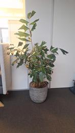 Majestueuze Areca Palm van 150 cm, Ophalen of Verzenden