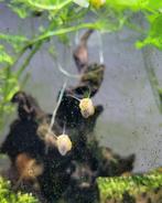 Jonge appelslakken, Dieren en Toebehoren, Vissen | Aquariumvissen, Slak of Weekdier