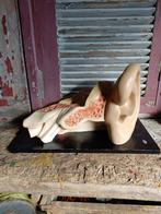 oud anatomisch model oor jaren 40/50, Ophalen
