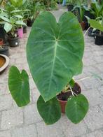 Colocasia esculenta, Tuin en Terras, Planten | Tuinplanten, Overige soorten, Vaste plant, Ophalen of Verzenden, Halfschaduw