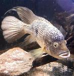 Schitterend kweekkoppel Hatiensis, Dieren en Toebehoren, Vissen | Aquariumvissen, Vis, Zoetwatervis