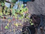 Aalbes in pot, Ophalen, Minder dan 100 cm, Overige soorten, In pot
