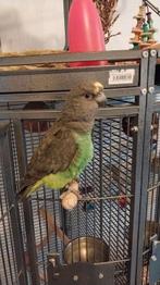 Tamme Meyer papegaai pop, Vrouwelijk, Papegaai, Tam