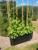 Bonen haag plantenbakken kweek uw bonen bio zelf, Tuin en Terras, Planten | Tuinplanten, Ophalen of Verzenden, Zomer, Volle zon