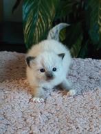 Prachtige Ragdoll met een vleugje Nebelung kittens, Dieren en Toebehoren, Meerdere dieren, Gechipt, 0 tot 2 jaar