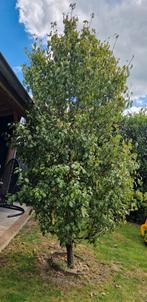 Grote Perenboom conference, Tuin en Terras, Planten | Bomen, Ophalen, Zomer, Volle zon, Overige soorten