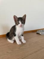 Kittens / europees korthaar/ gelijk ophalen, Dieren en Toebehoren, Katten en Kittens | Raskatten | Korthaar, Meerdere dieren, Met stamboom