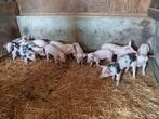Super mestbiggen, Dieren en Toebehoren, Meerdere dieren, Varken