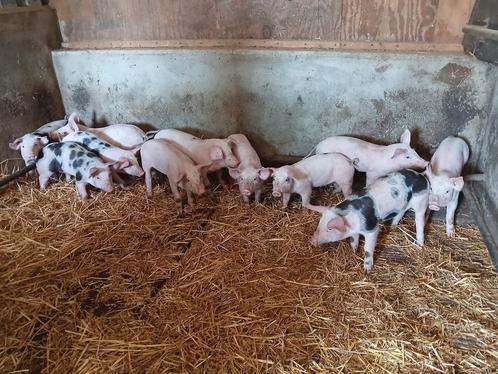 Super mestbiggen, Dieren en Toebehoren, Schapen, Geiten en Varkens, Varken, Meerdere dieren