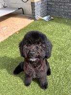 goldendoodle puppy teefje 🏡⭐️❤️, Dieren en Toebehoren, Honden | Niet-rashonden, Rabiës (hondsdolheid), 8 tot 15 weken, Meerdere