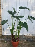 Alocasia cucullata 1 meter hoog, Ophalen, Halfschaduw, Minder dan 100 cm
