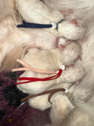 Ragdoll fok kittens met stamboom, cinnamon dragers ! beschikbaar voor biedingen