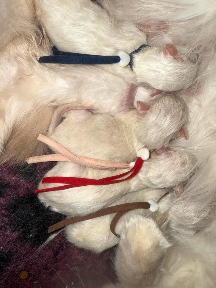 Ragdoll fok kittens met stamboom, cinnamon dragers !, Dieren en Toebehoren, Katten en Kittens | Raskatten | Langhaar, Meerdere dieren