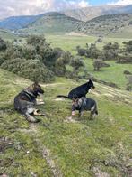 Duitse herder werklijn pup, Dieren en Toebehoren, Rabiës (hondsdolheid), Teef, Herder, Buitenland