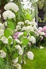 25 Hortensia ‘Annabelle’  € 125,00, Tuin en Terras, Planten | Struiken en Hagen, Ophalen of Verzenden, Hortensia, Struik, Minder dan 100 cm