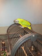 Super tamme   4 jaar oud bonte boertje met kooi zie foto's, Dieren en Toebehoren, Mannelijk, Papegaai, Pratend