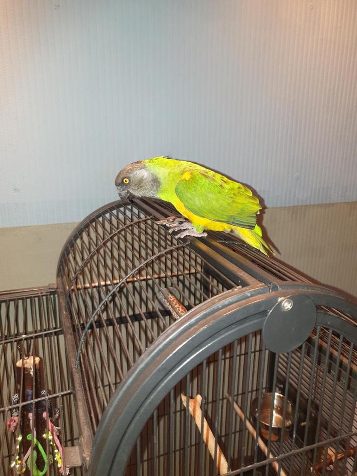 Super tamme   4 jaar oud bonte boertje met kooi zie foto's, Dieren en Toebehoren, Vogels | Parkieten en Papegaaien, Papegaai, Mannelijk
