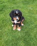 Prachtige lieve berner sennen pups, Overige rassen, 8 tot 15 weken, Meerdere, Meerdere dieren