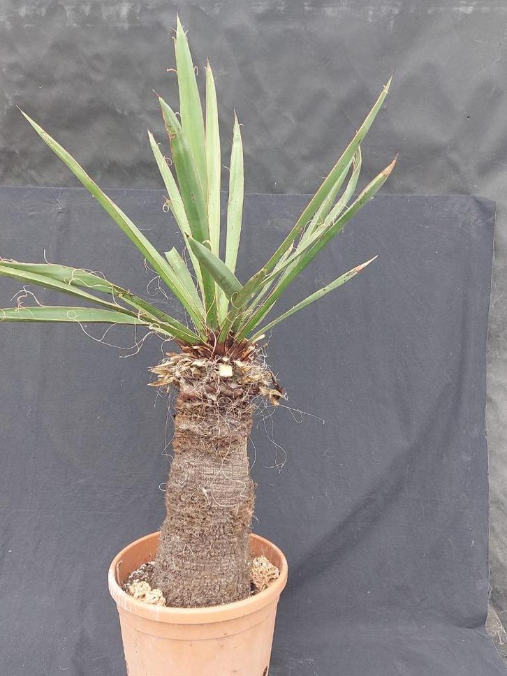 Yucca faxoniana 39, 100 cm, stam 45 cm, Tuin en Terras, Planten | Tuinplanten, Vaste plant, Overige soorten, Volle zon, Ophalen of Verzenden